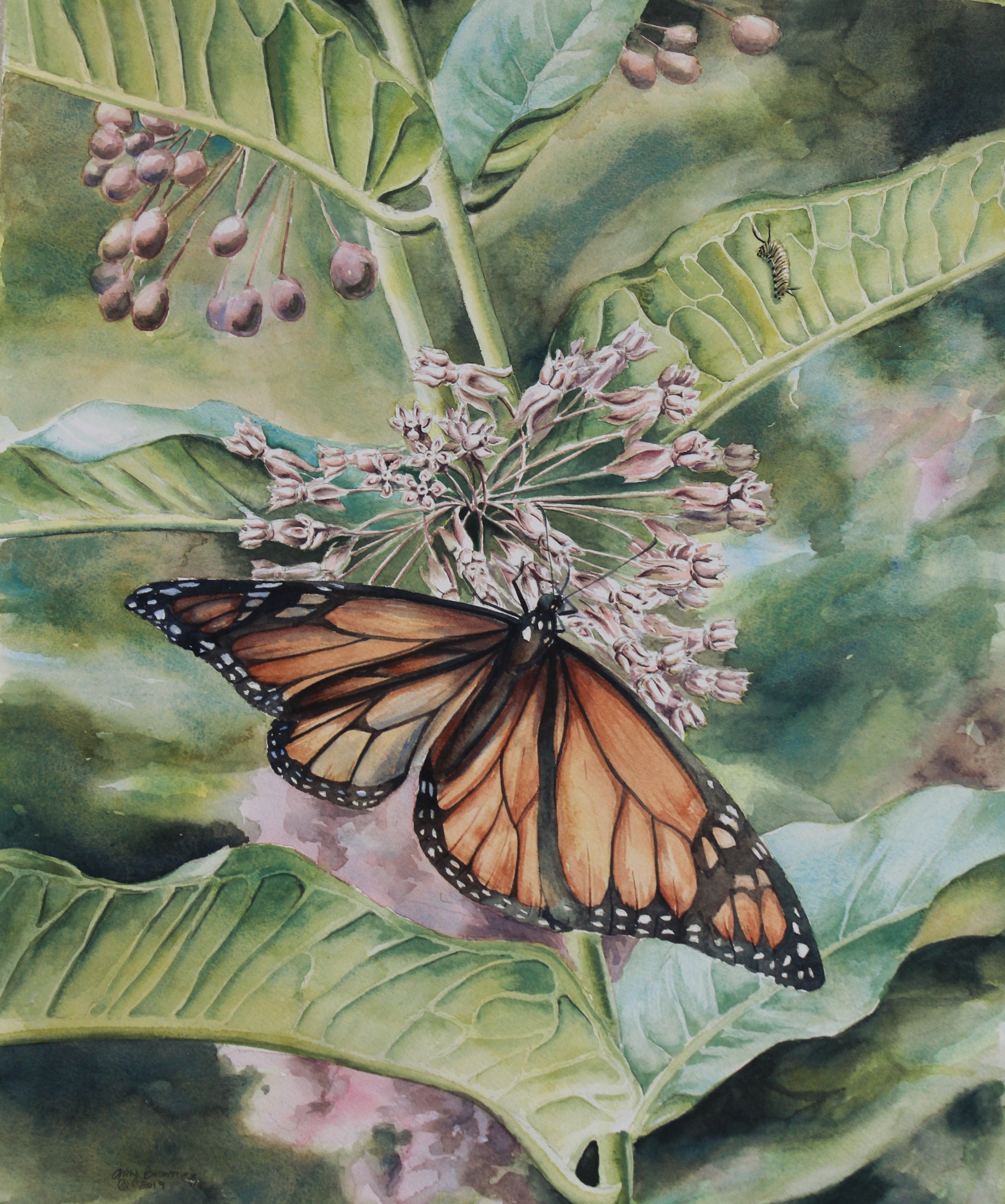 Monarch on Milkweed2
